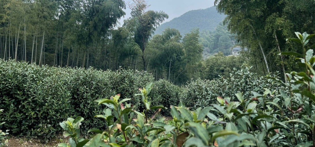 "Tea Leafs" Rewards