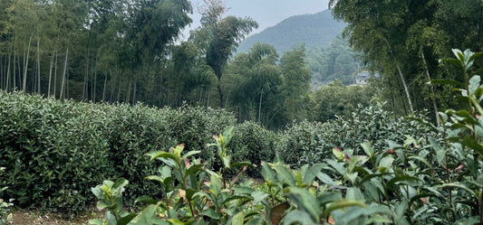 "Tea Leafs" Rewards
