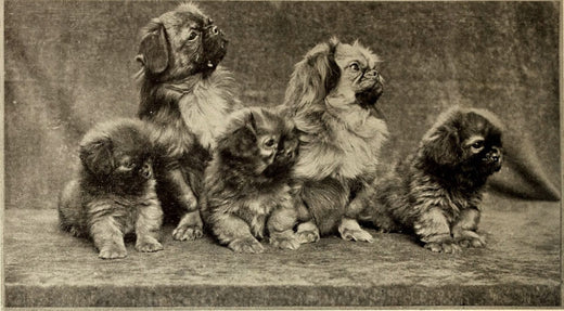 Canine Connections in Chinese Culture