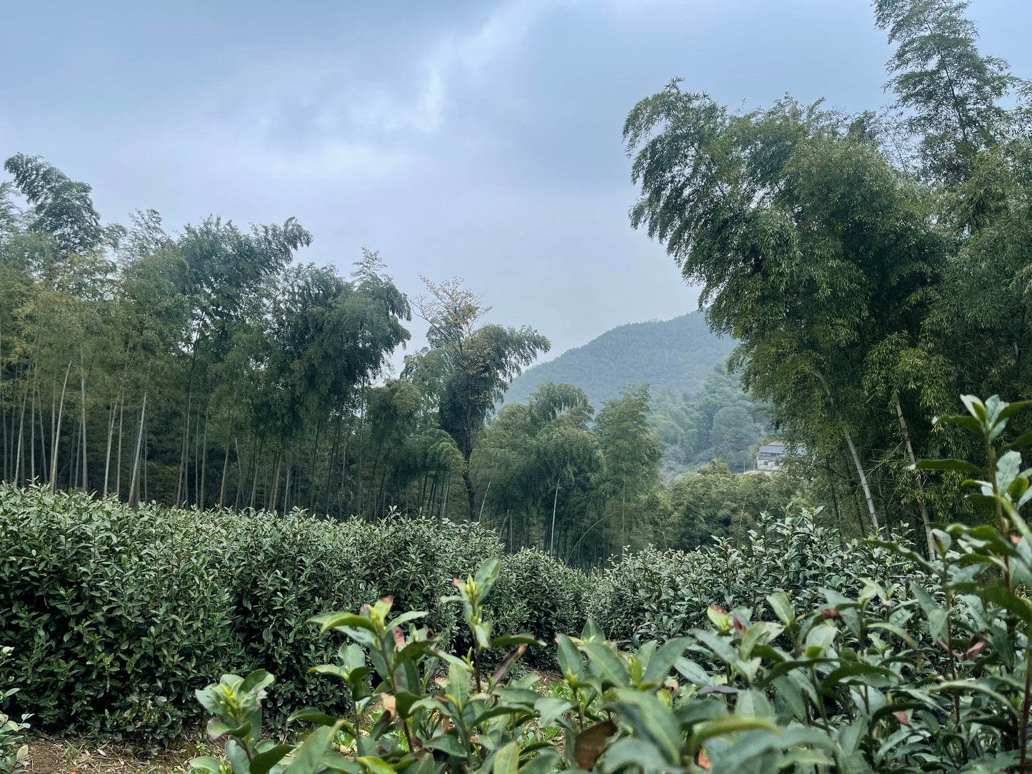 2026 Spring Green Tea Sampler Preorder