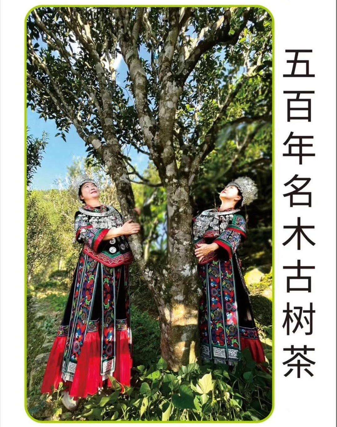 2024 Spring Green Tea Sampler - Jesse's Teahouse