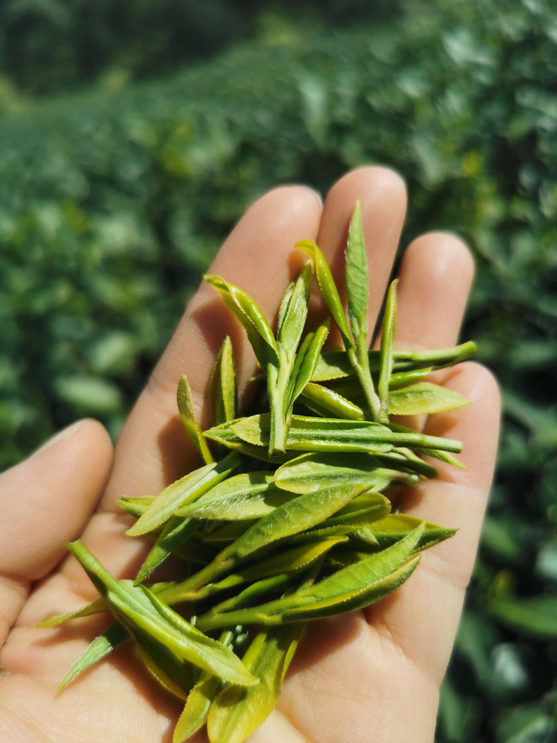 2024 Spring Green Tea Sampler - Jesse's Teahouse