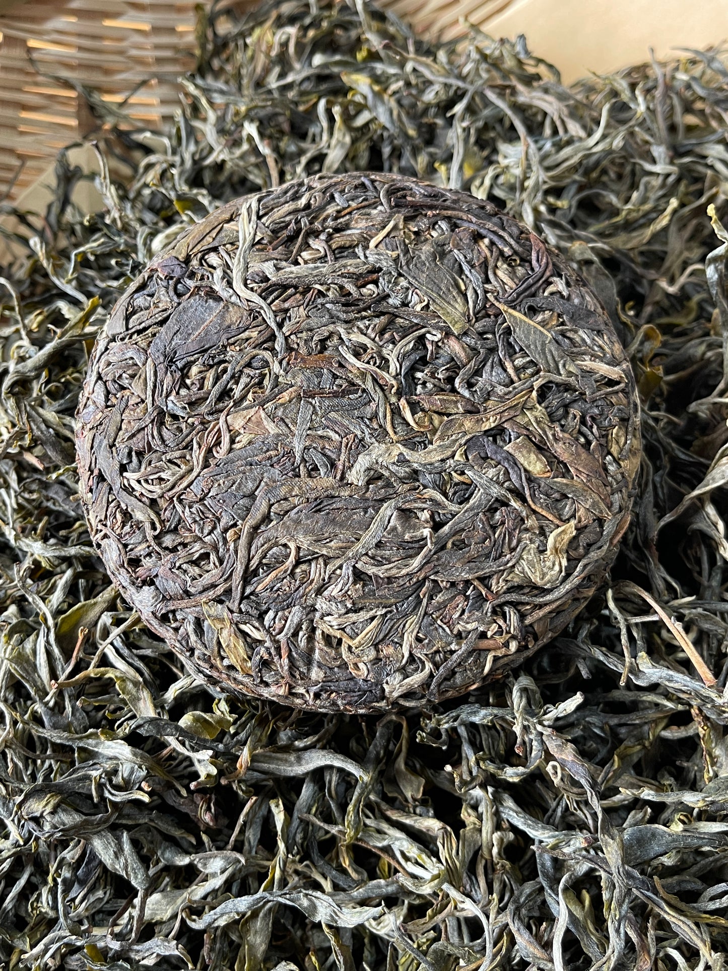 Qianjiazhai Ancient Tree Sheng Pu'er (2023) TEA MASTER SERIES - Jesse's Teahouse